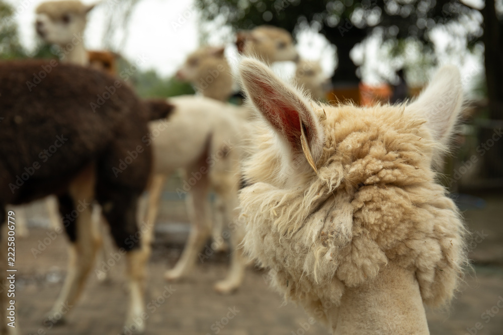 Naklejka premium Fluffy white alpaca with a blurred background of other alpacas