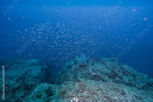School of Small Fish Swimming in the Blue Ocean