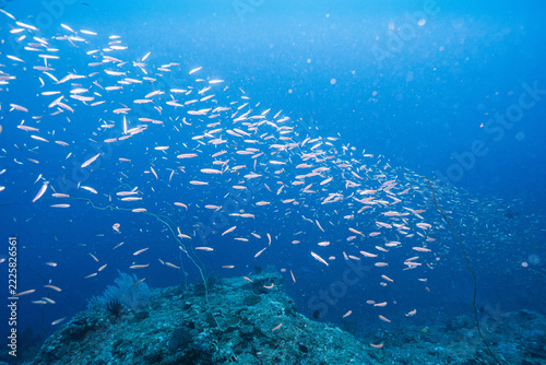 Hundreds of Small Fish Swimming Through Clear Blue Water