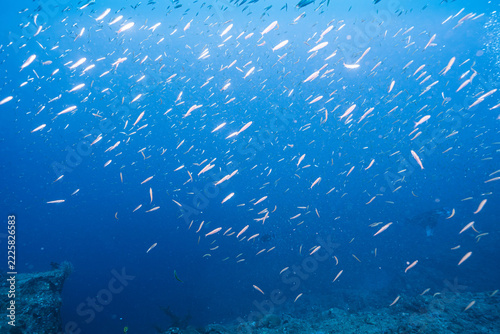 Underwater Seascape with Schooling Fish and Blue Water