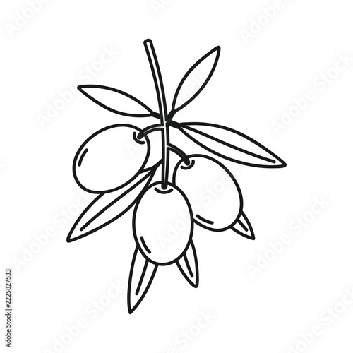 Outline olive plant icon.