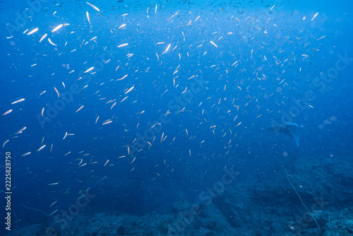 Underwater View of Fish Swimming Over a Natural Reef