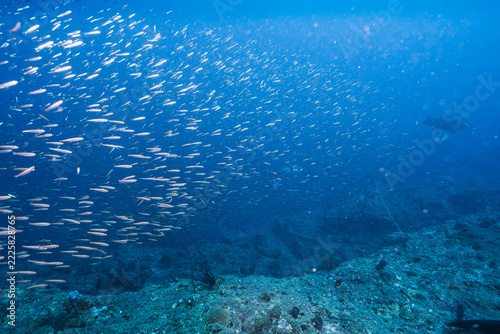 Tropical Marine Life in Deep Blue Seawater