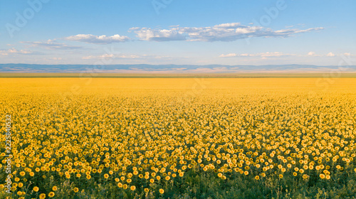 Vast Field of Blooming Yellow FlowersUnder a Bright Blue Sky with White Clouds Near Horizon