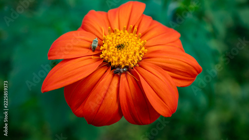 Orange Flower with Insects in Garden