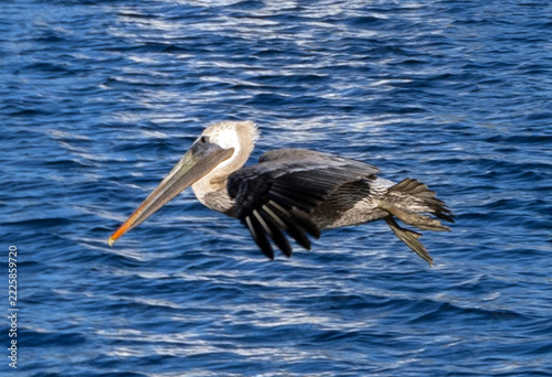 Brown Pelican Flying Low Over Channel Islands Harbor in Port Hueneme California