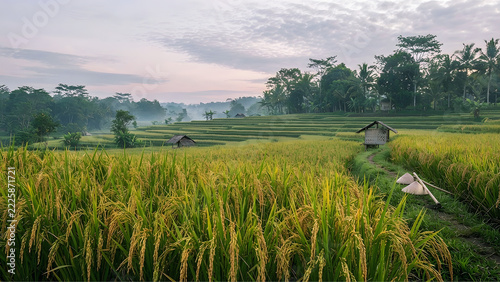 Background of a vast rice farming landscape