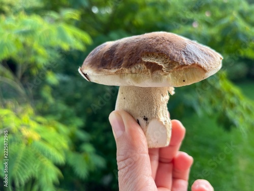 Steinpilz in der Hand einer Frau