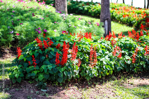 Red salvia flower in garden background