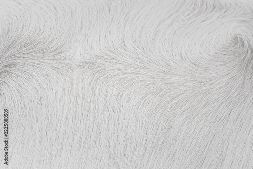 Gray buffalo fur light background