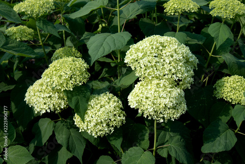 Pink and Blue Mophead Hydrangea macrophylla Endless Summer in flower.