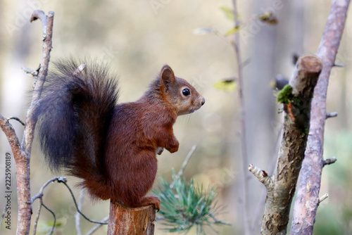Squirrel