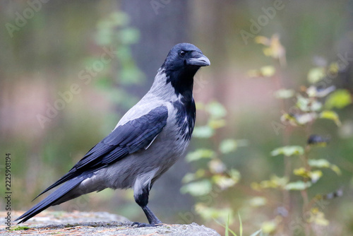 Crow