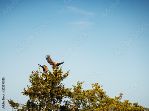 two white tailed eagles landing on tree