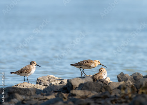 Dunlin, Calidris alpina, standing in a pool of sea water on the beach