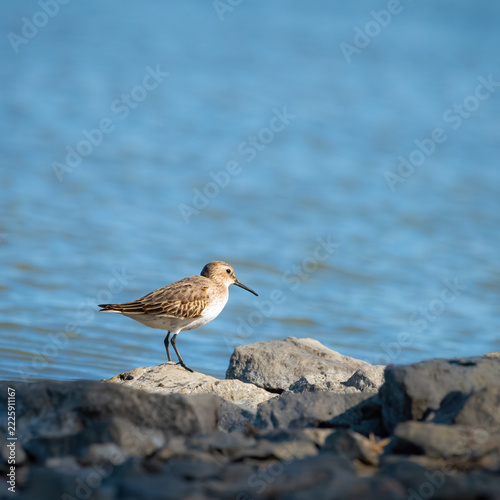 Dunlin, (Calidris alpina) looking for food on the sea.