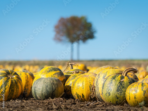 pumpkins on a field at geras, lower austria