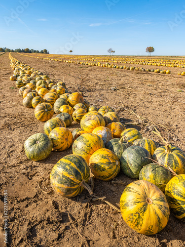 pumpkins on a field, Geras, Austria