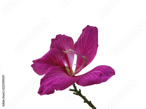 Blooming pink flower isolated on white background