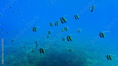 Tropical Reef Scene with School of Longfin Bannerfish. From a scuba dive in Koh Tao in Thailand.