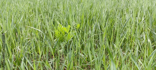 Green grass in the wind, a natural background for a summer flyer.