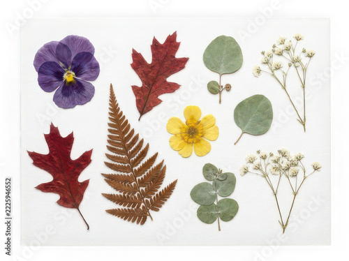 Pressed natural elements featuring flowers leaves and ferns isolated