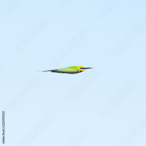 The rainbow bee-eater or Merops ornatus, is a bird species in the bee-eater family Meropidae. This bird was photographed at Tinchi Tamba Wetlands in Brisbane, QLD.