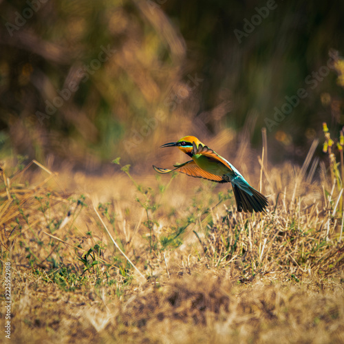 The rainbow bee-eater or Merops ornatus, is a bird species in the bee-eater family Meropidae. This bird was photographed at Tinchi Tamba Wetlands in Brisbane, QLD.