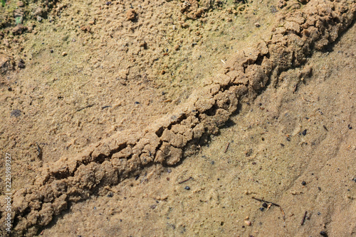 The mole cricket left a trail in the sand - a burrow on the soil surface