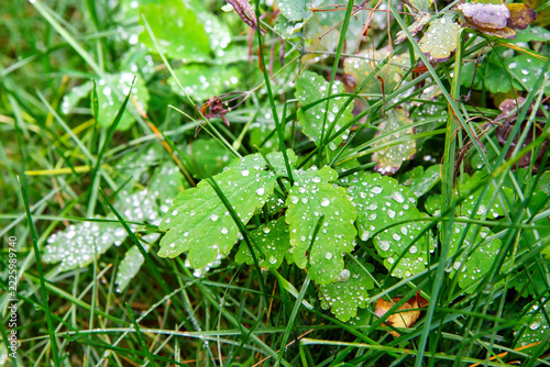 Macro shot of fresh green leaves and grass covered with bright water drops after rain or morning dew.