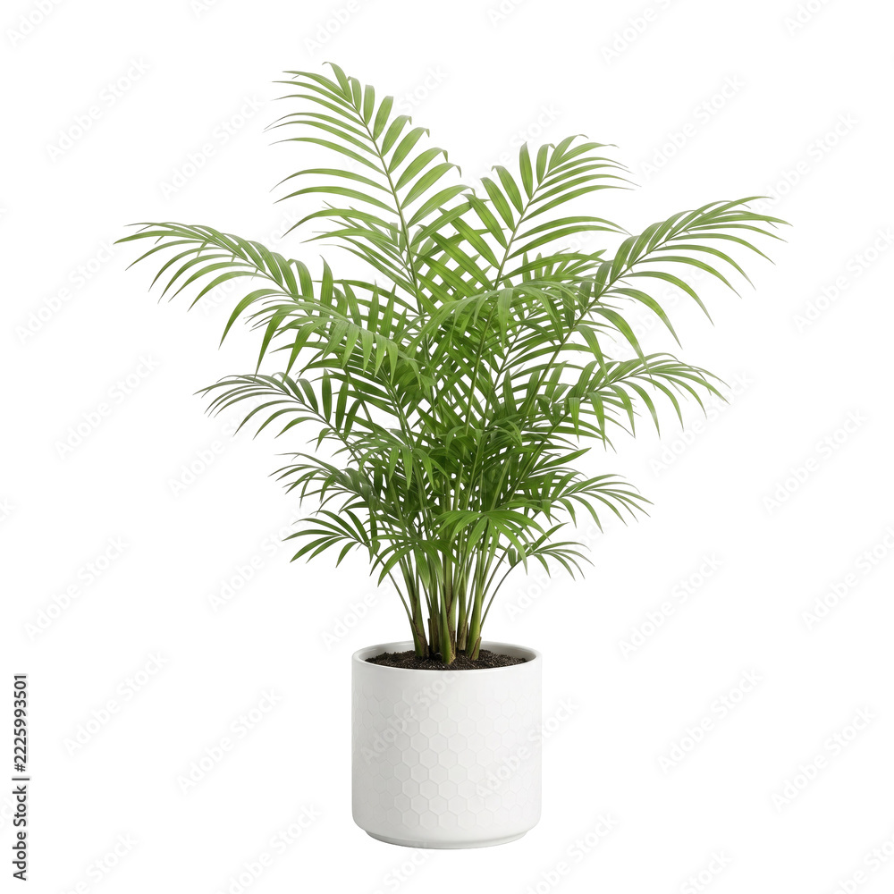 Fototapeta premium Lush Areca Palm plant in a textured pot with vibrant green fronds bathed in soft studio light Isolated on transparent background