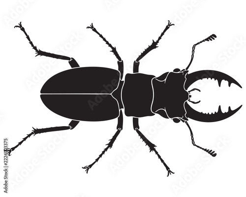 black beetle isolated on white