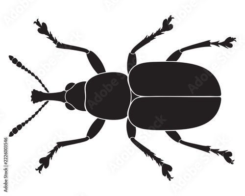 black beetle isolated on white background