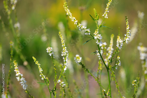The fragrant Melilotus Albus, also called Trigonella alba, known as Honeyclover or Sweetclover, is a valuable honey plant. Selective focus. 