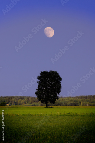 Solitary Maple tree in field under the dark sky and the waxing Moon in the summer.