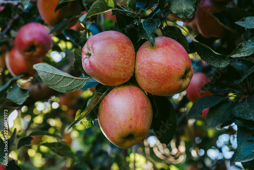 Apples grow on trees during a sunny day in an orchard with green leaves and heavy fruit clusters visible