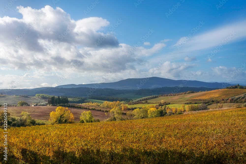 Naklejka premium Golden Autumn Vineyard in Castellina in Chianti Tuscany