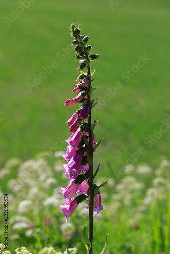 Digitalis purpurea, the Foxglove or Common foxglove growing in meadow in June. The toxic plant is the original source of the generic heart medicine digoxin.