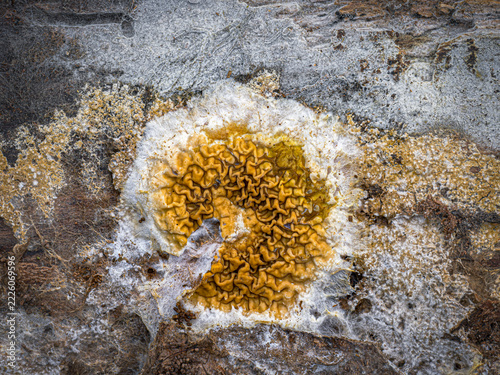 Bleeding Oak Crust