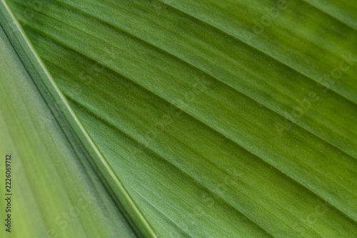 DETALLE Y ABSTRACCIÓN DE UNA HOJA DE ASPIDISTRA