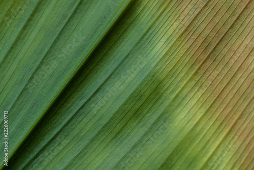 DETALLE Y ABSTRACCIÓN DE UNA HOJA DE ASPIDISTRA