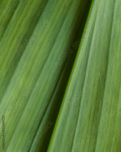DETALLE Y ABSTRACCIÓN DE UNA HOJA DE ASPIDISTRA