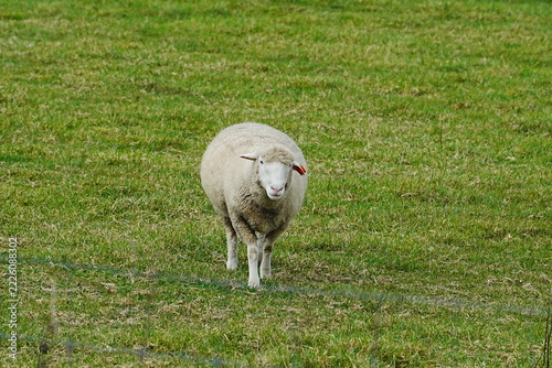 Single sheep standing in a green pasture