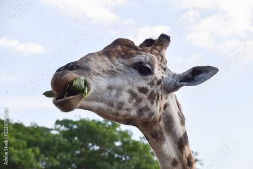 A portrait of a giraffe in a nature reserve in Africa