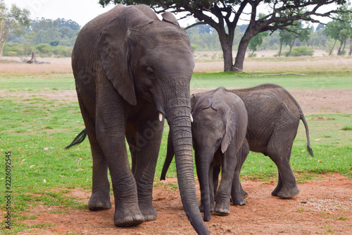 Young elephants in a wildlife sanctuary in Africa