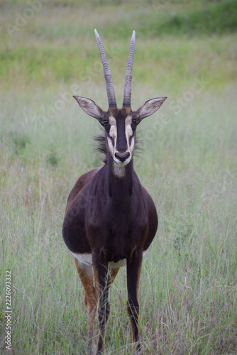 A sable antelope in a nature reserve in Africa