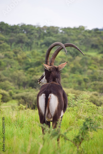 A sable antelope in a nature reserve in Africa