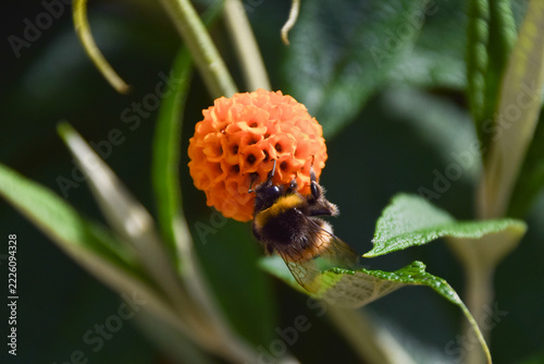 A bumblebee pollinates an orange ball tree flower (Buddleja globosa).