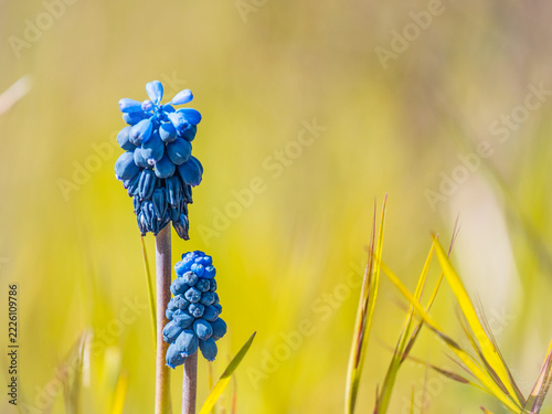 Blue Grape Hyacinth Flowers With Soft Golden Green Background
