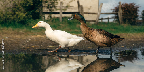 Two ducks waddle across a rain-darkened farmyard beside a shallow puddle